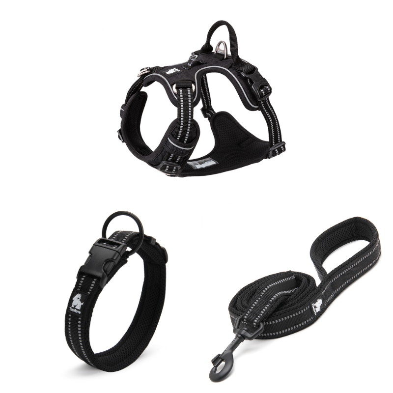 Komplett hundset i svart med sele, koppel och halsband