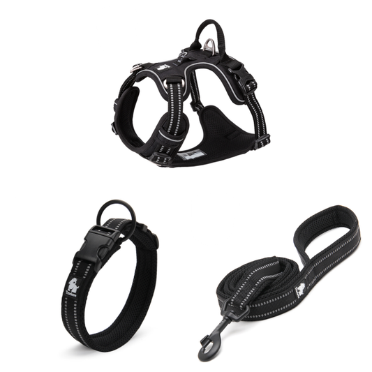 Komplett hundset i svart med sele, koppel och halsband